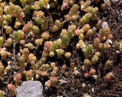 Sedum acre