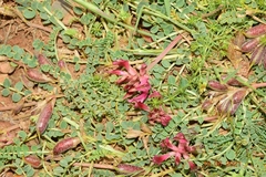 Astragalus incanus incanus