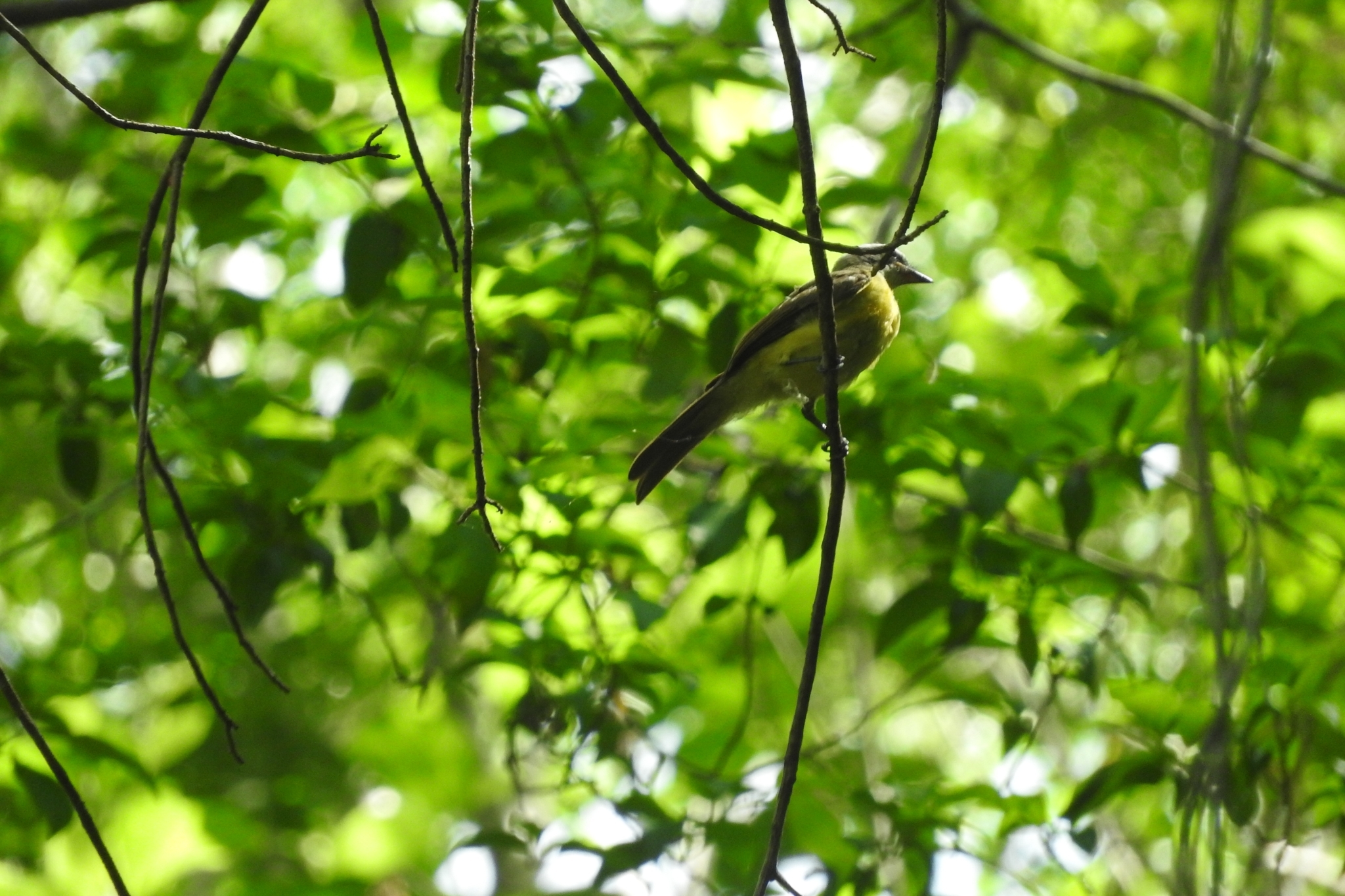 Grey-headed Tanager illustration