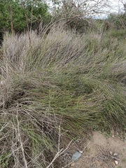 Chloracantha spinosa spinosa