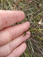 Chloracantha spinosa spinosa