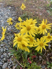 Arnica angustifolia