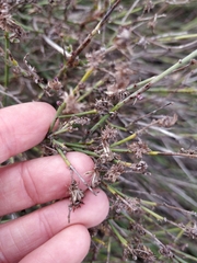 Chloracantha spinosa spinosa