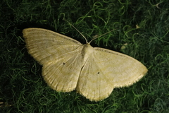 Scopula caricaria