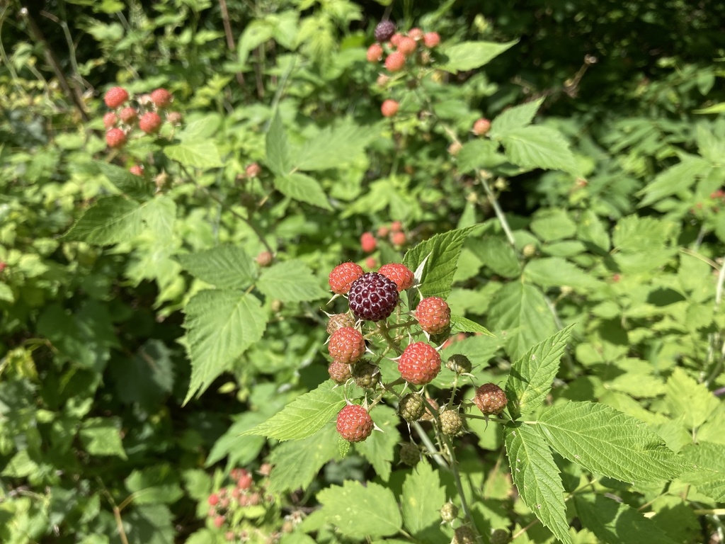 black raspberry from Lansing, NY, US on June 25, 2021 at 10:47 AM by ...