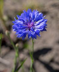 Centaurea cyanus