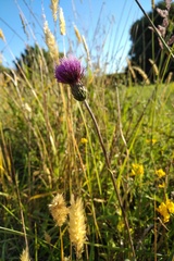 Cirsium welwitschii