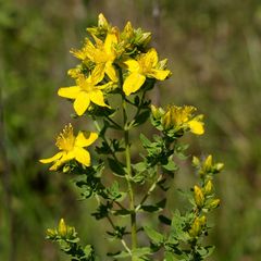 Hypericum perforatum