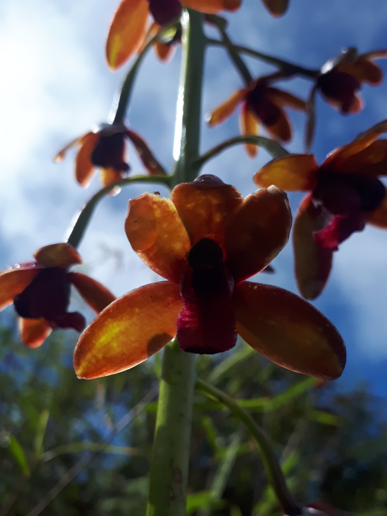Cymbidium hartinahianum