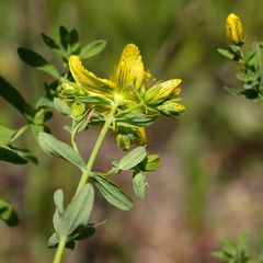Hypericum perforatum