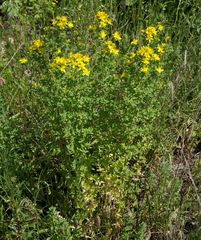Hypericum perforatum