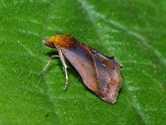 Bostra conspicualis