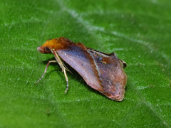 Bostra conspicualis