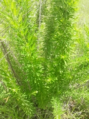 Lespedeza cuneata