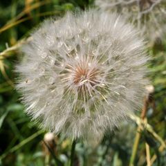 Tragopogon dubius