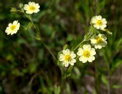 Potentilla recta