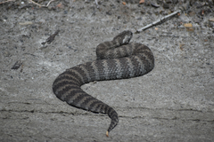 Acanthophis antarcticus