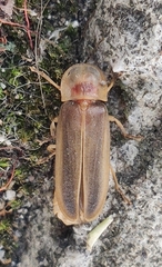 Lampyris germariensis