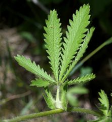 Potentilla recta