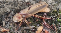 Lampyris germariensis