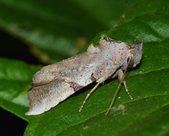 Meliaba pelopsalis