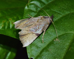 Meliaba pelopsalis