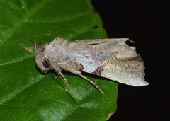 Meliaba pelopsalis