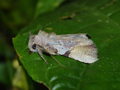 Meliaba pelopsalis