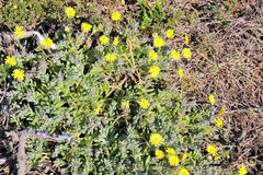 Crassothonna capensis