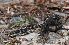 Phanogomphus borealis