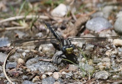 Phanogomphus borealis