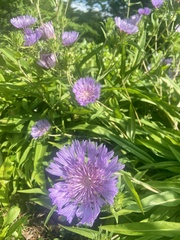 Stokesia