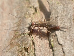 Tromatobia lineatoria