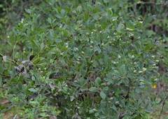 Baptisia nuttalliana