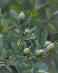 Baptisia nuttalliana