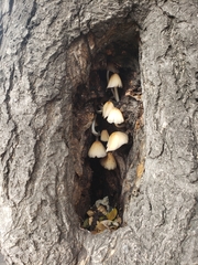 Agaricales