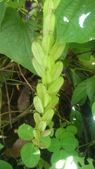 Dioscorea villosa