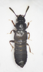 Platystethus arenarius