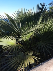 Chamaerops humilis
