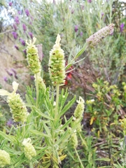 Lavandula viridis