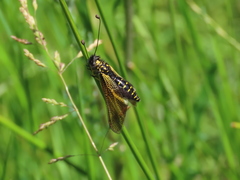 Libelloides hispanicus