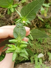 Campanula trachelium