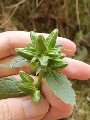 Campanula trachelium
