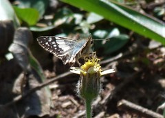 Heliopetes domicella