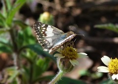 Heliopetes domicella