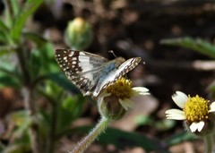 Heliopetes domicella