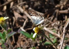 Heliopetes domicella