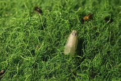 Pentastiridius