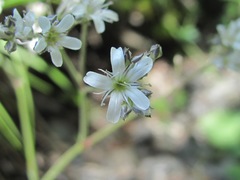 Gypsophila acutifolia