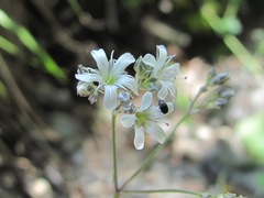 Gypsophila acutifolia